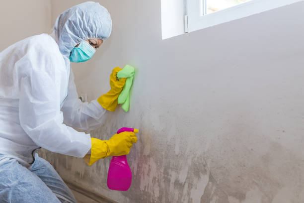 Mold Documentation for Insurance Claims in South Blooming Grove, NY