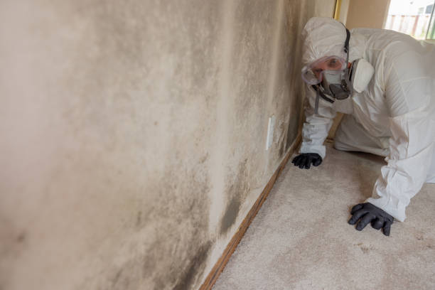 Mold Remediation for Rental Properties in South Blooming Grove, NY